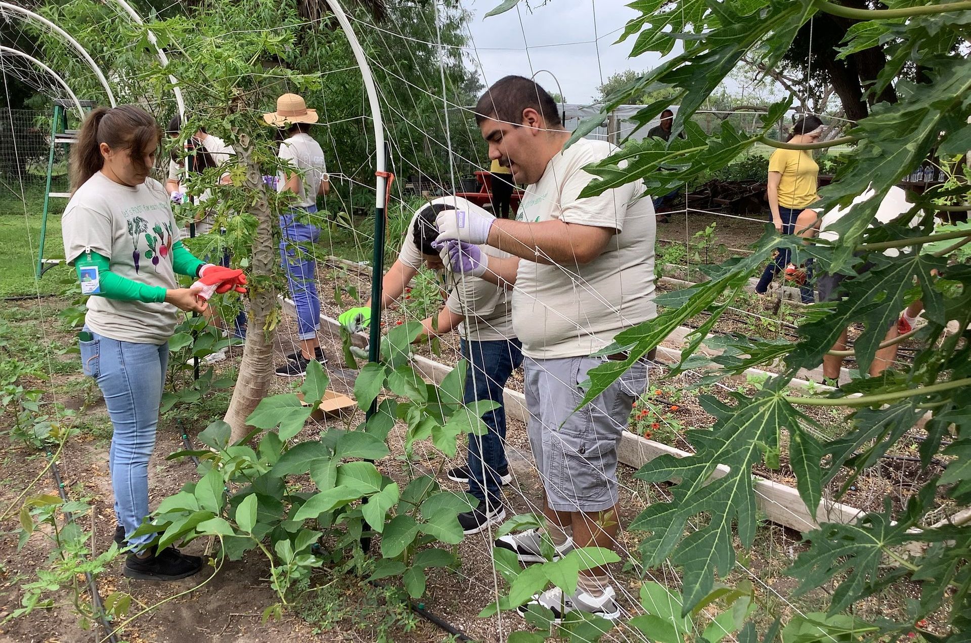 A group of people are working in a garden.