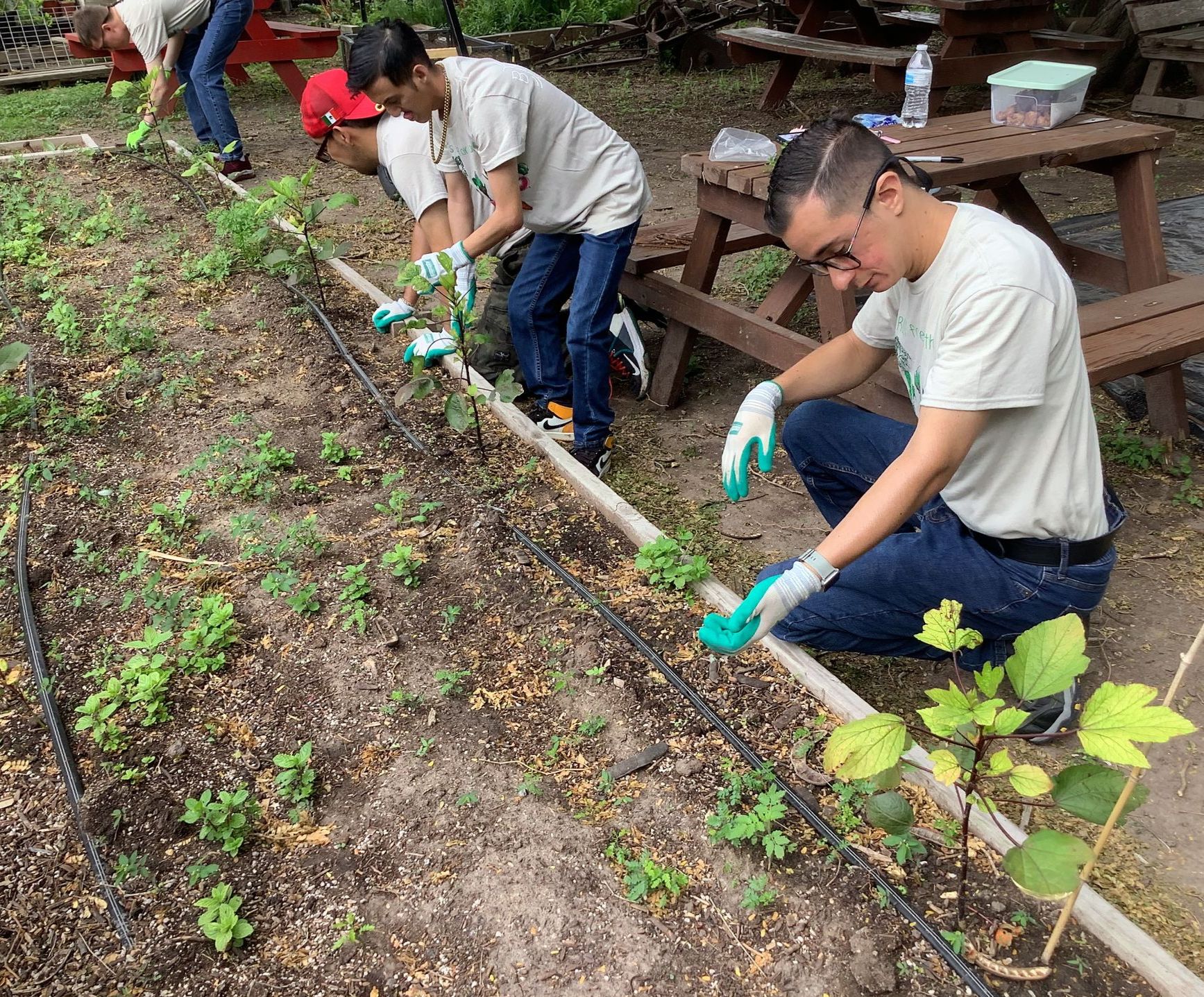 A group of people are working in a garden.
