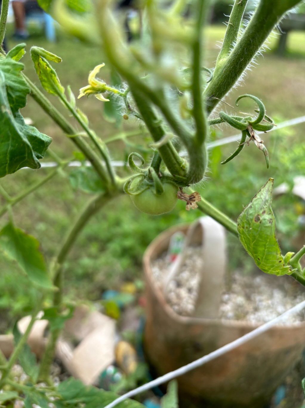 A close up of a tomato plant growing in a garden.