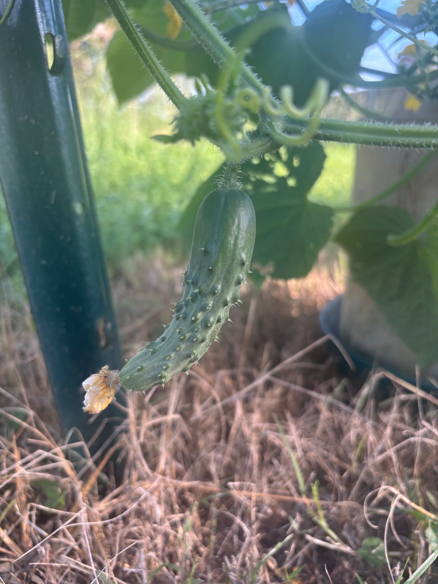 A cucumber is growing on a vine in a garden.