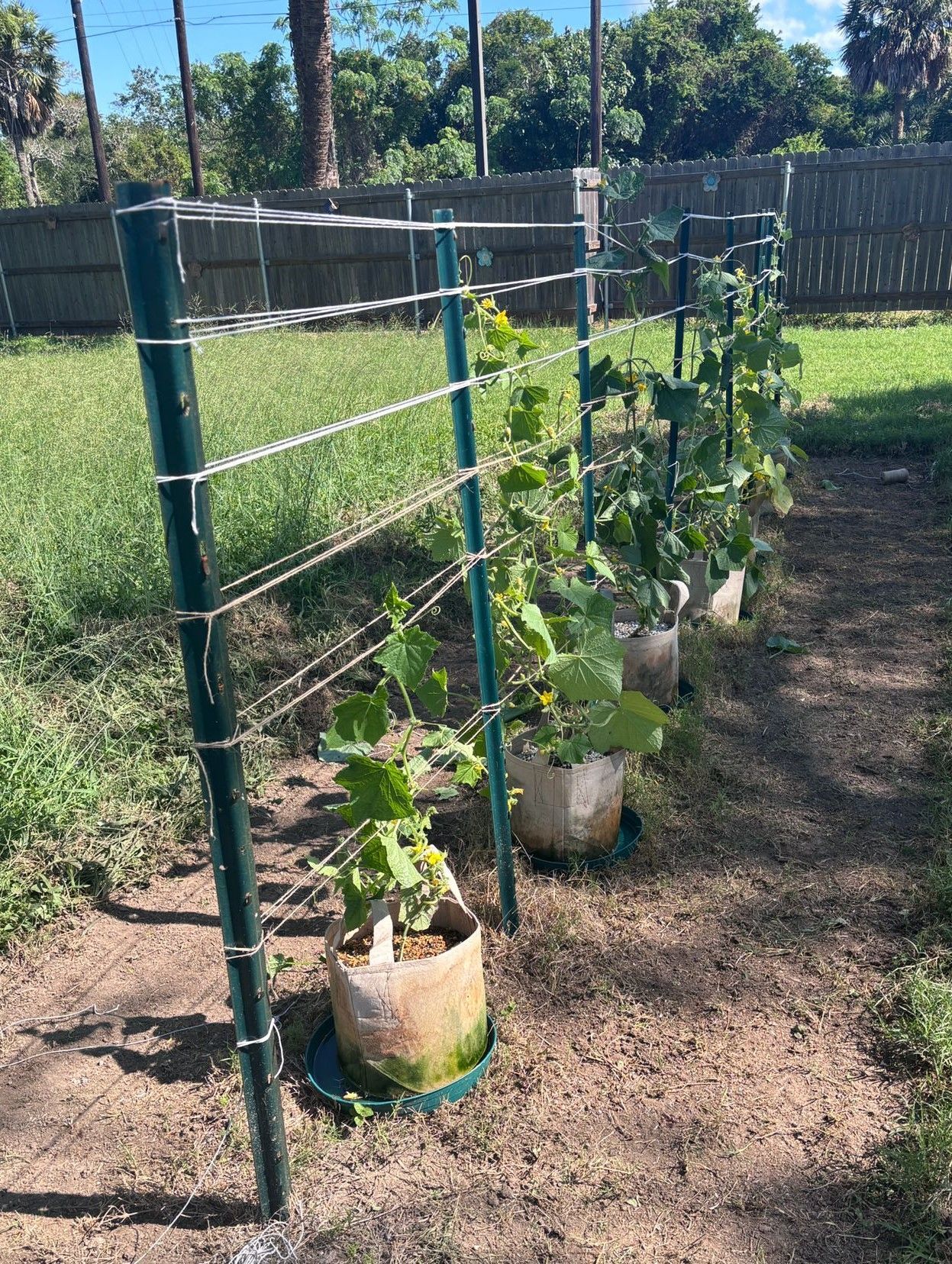 A row of potted plants growing on a trellis in a backyard.