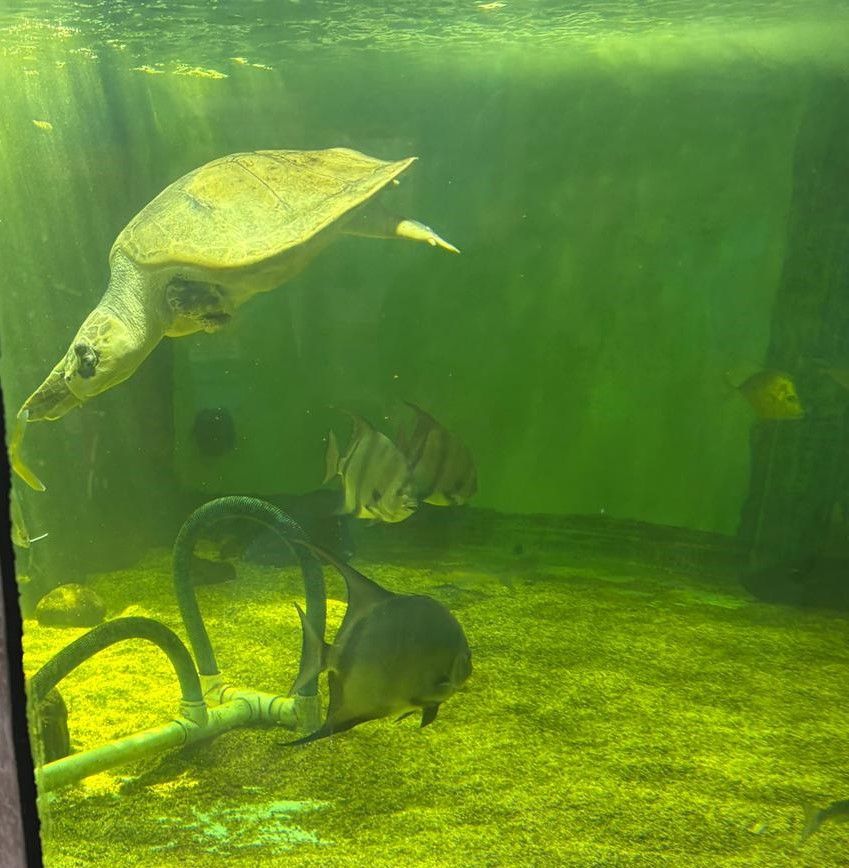 A turtle is swimming in a large aquarium surrounded by fish.