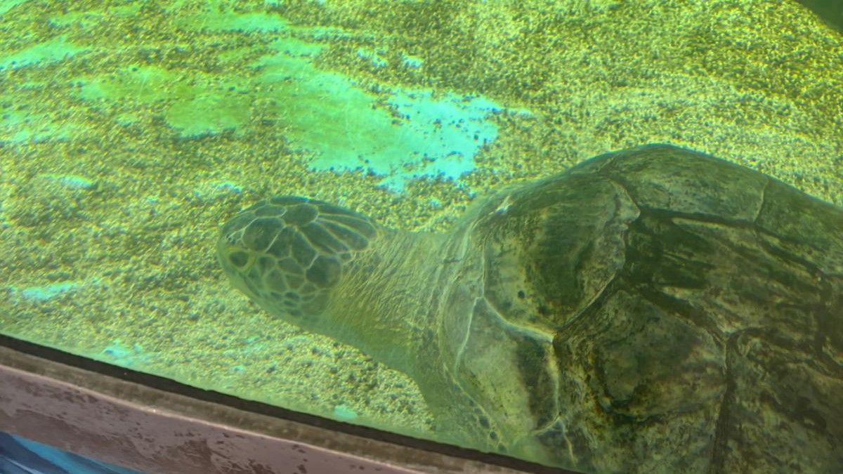 A sea turtle is swimming in a tank of water.
