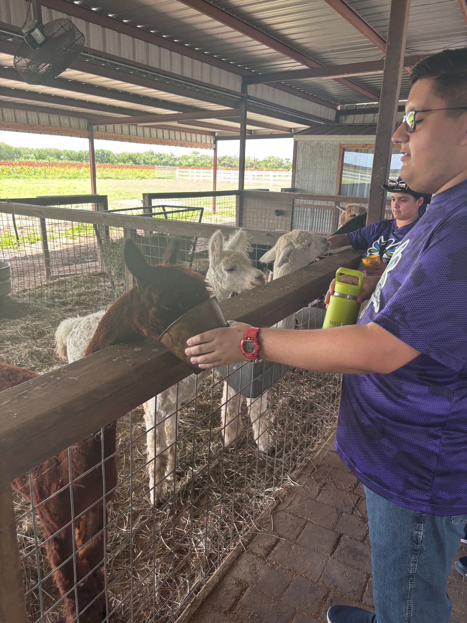 Person feeding alpacas at a farm. Several alpacas lean toward the person. The person is wearing a purple shirt.