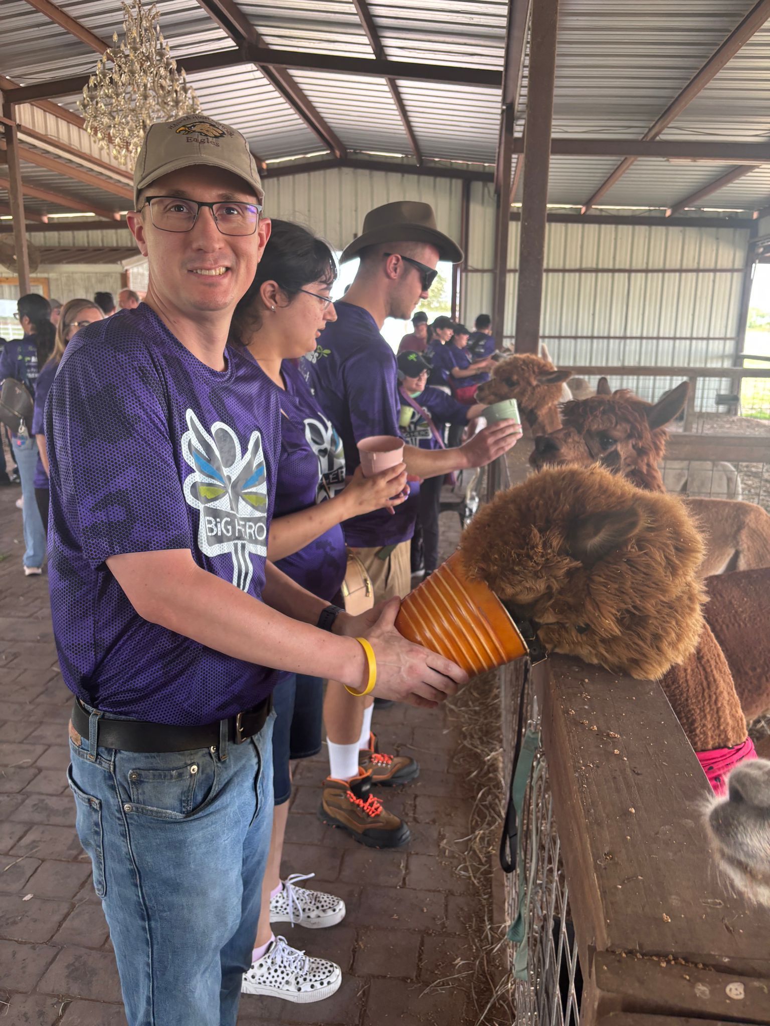 People in purple shirts feeding alpacas at an outdoor farm. One person smiles at the camera.