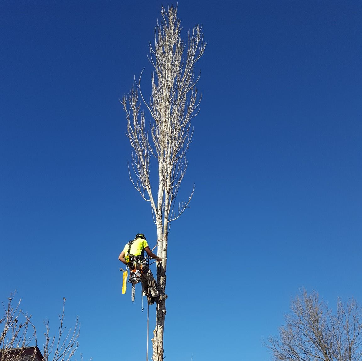 barc tree care climbing