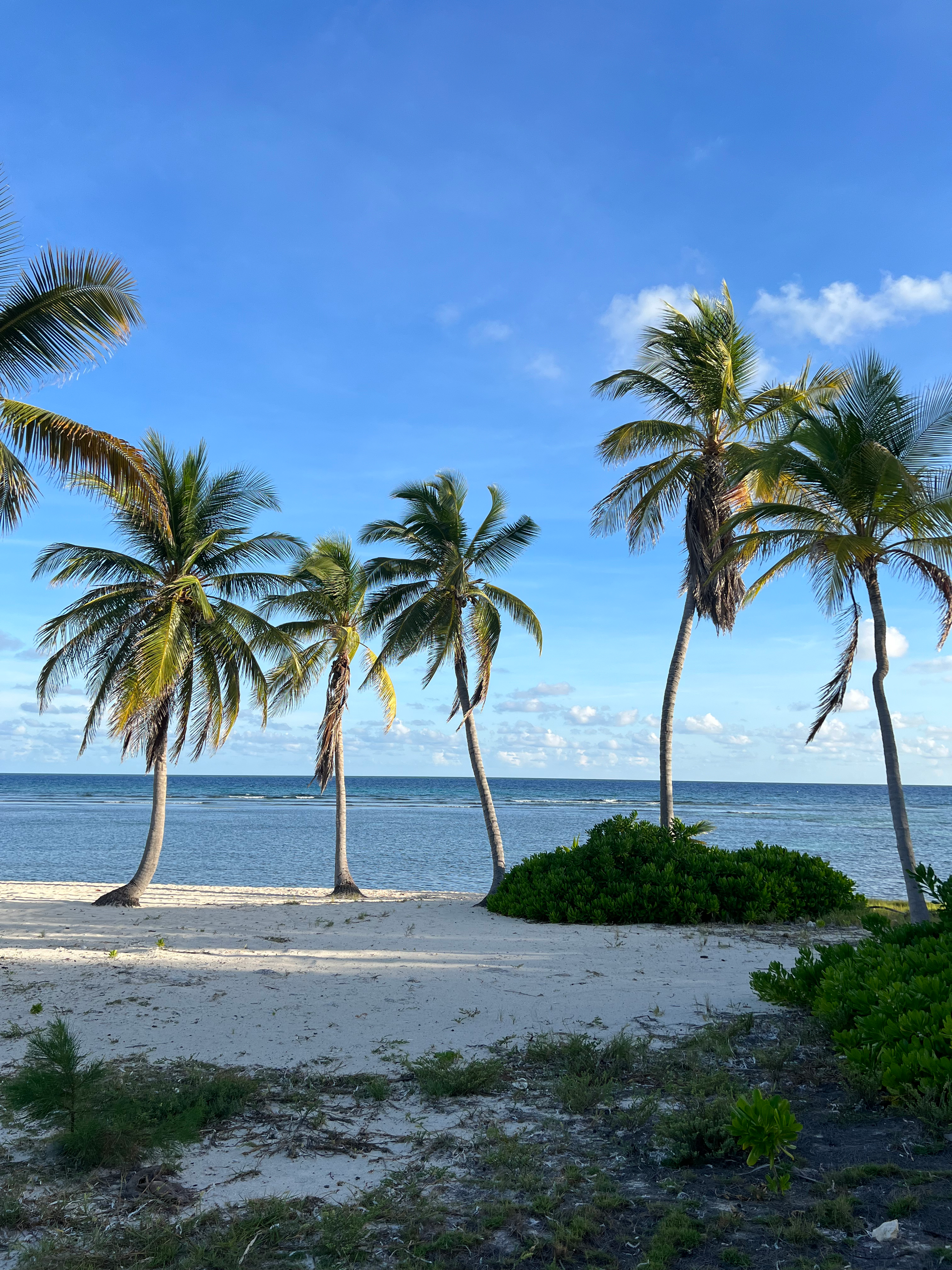 A beach in Cayman with palm trees and the ocean in the background