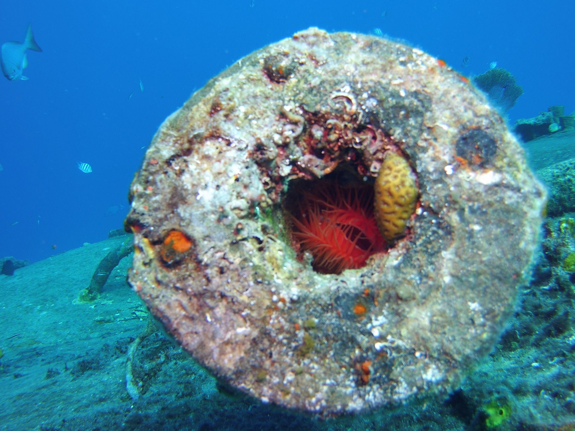 A coral is growing out of a hole in a rock in the ocean.