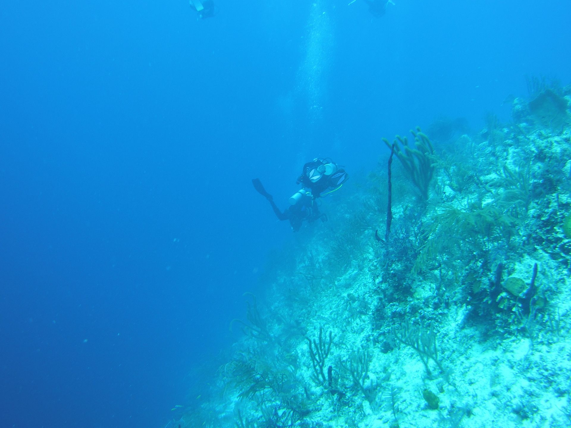 A scuba diver is swimming in the ocean near a coral reef.