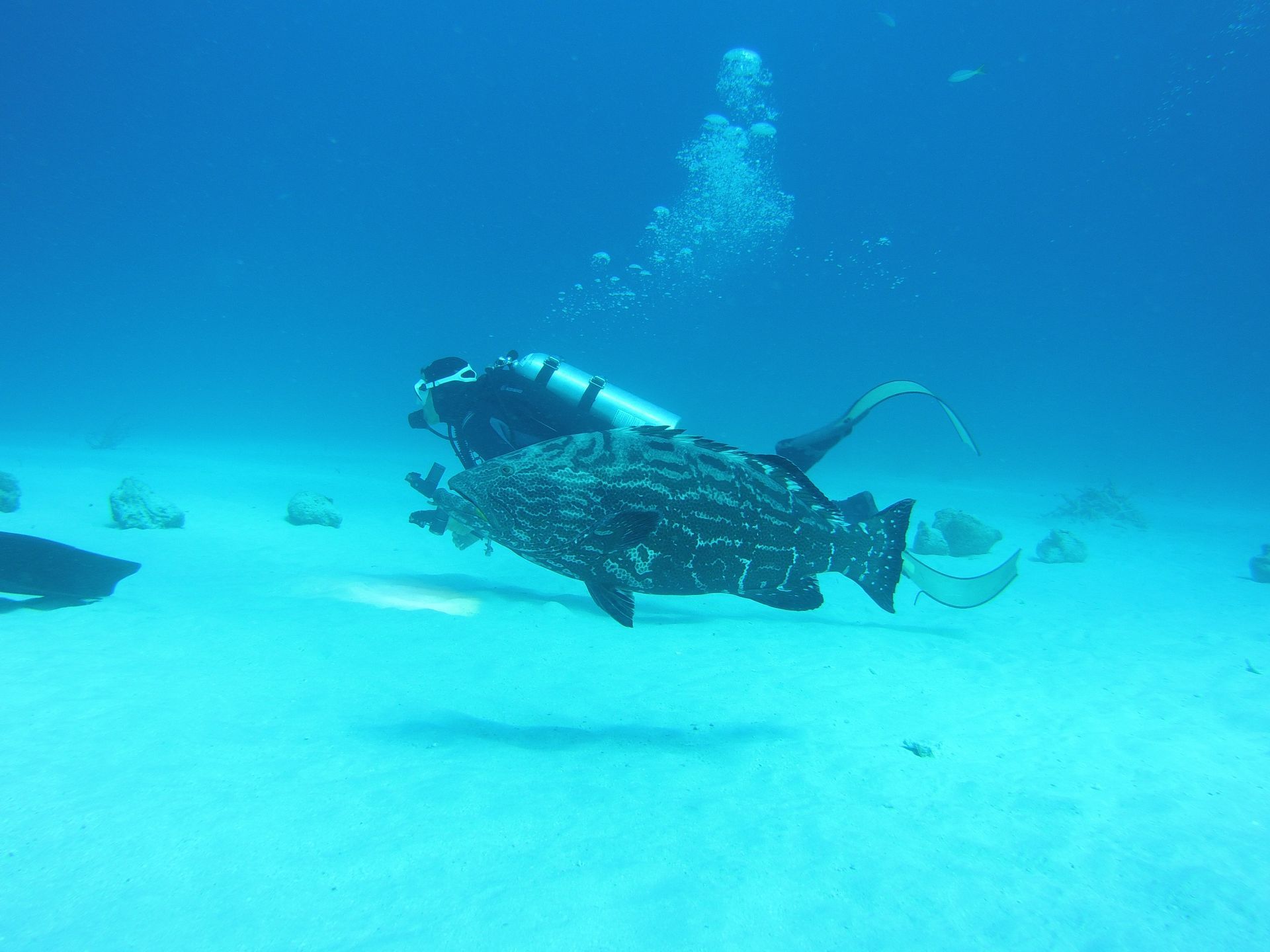 A scuba diver is swimming with a fish in the ocean.