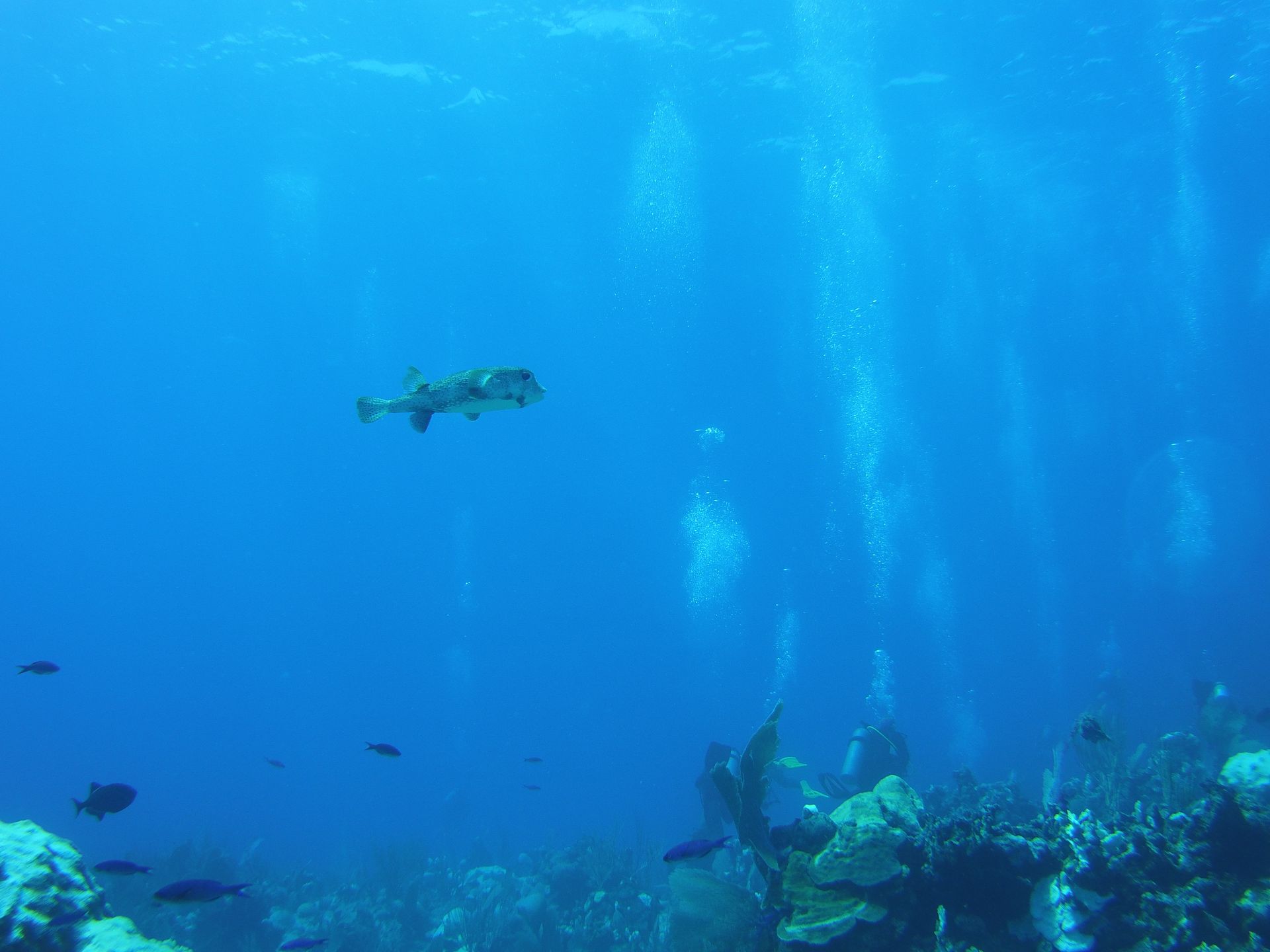 A fish is swimming in the ocean near a coral reef.