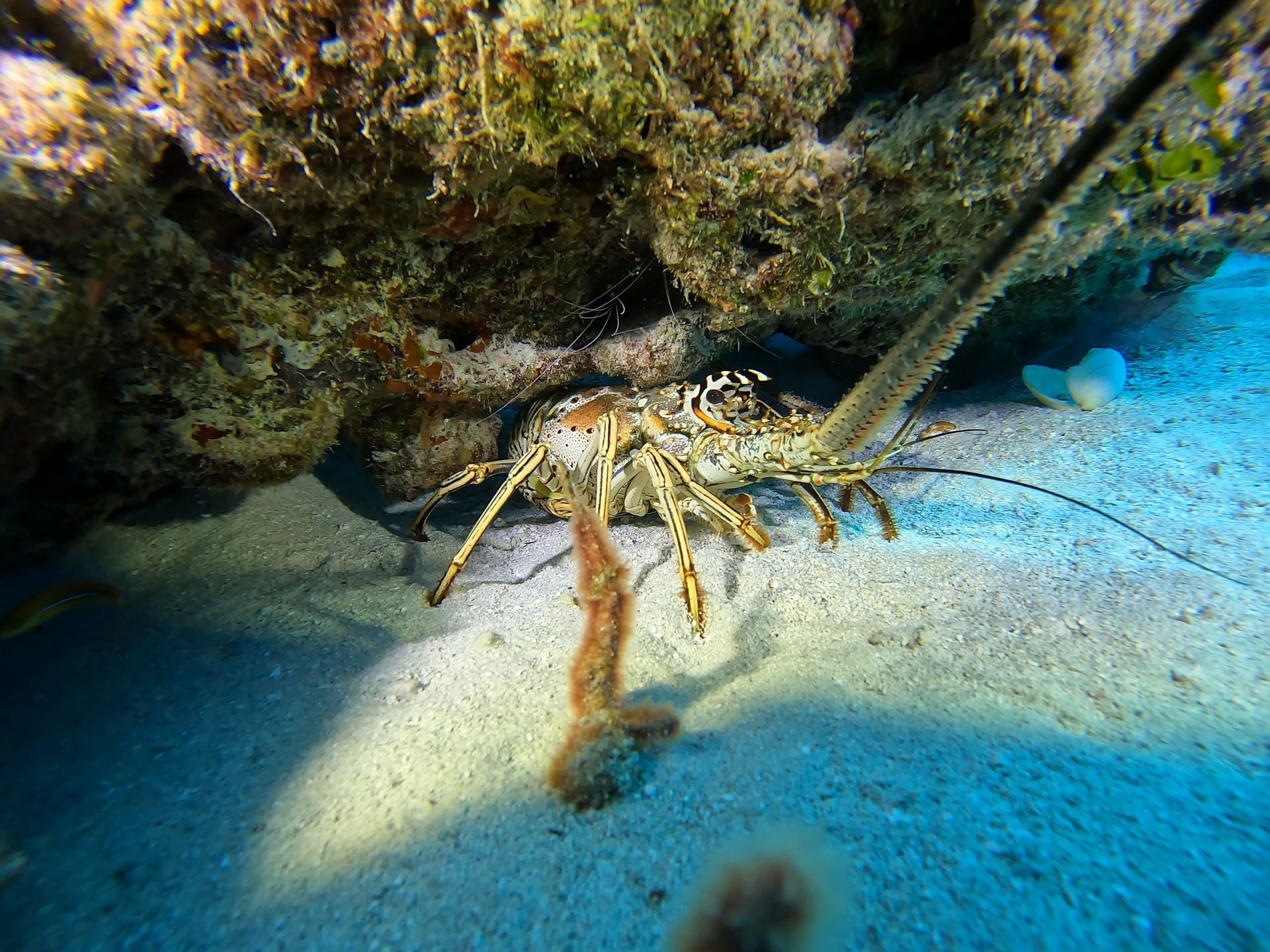 A lobster is crawling under a rock in the ocean.