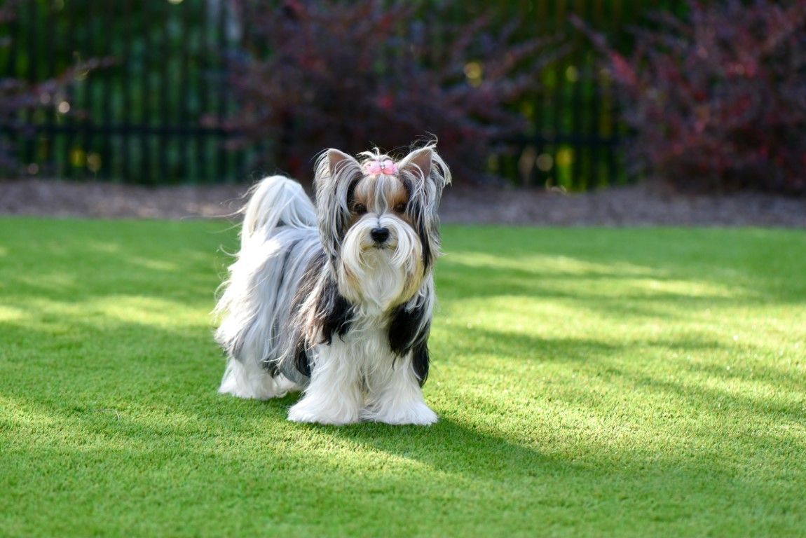 Small dog sitting on pet-friendly artificial grass.