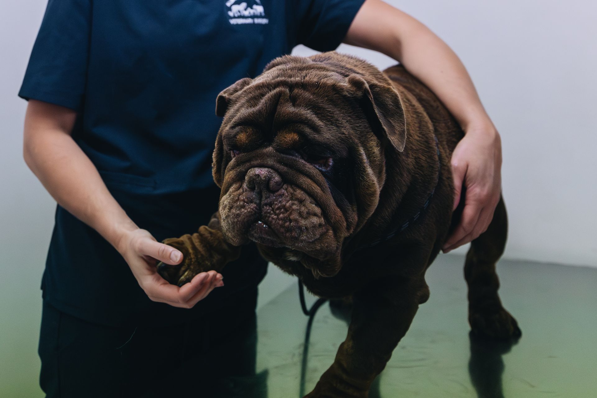 A person in a blue shirt is holding a dog 's paw