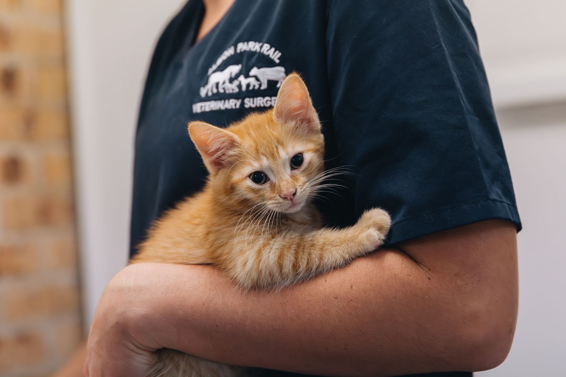 A person is holding an orange kitten in their arms.