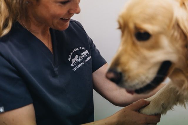 A woman in a blue scrub is petting a dog.