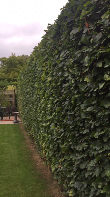 Hedge work