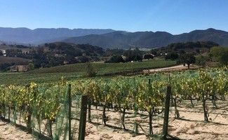 Vineyard with rows of grapevines and distant mountains under a clear blue sky.