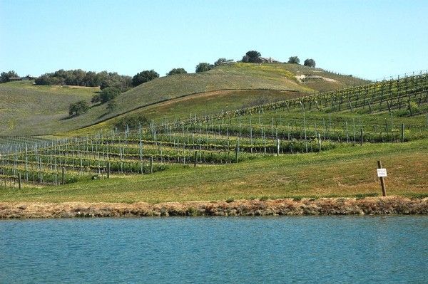 Vineyard with terraced grapevines on a hillside overlooking a blue lake under a clear sky.