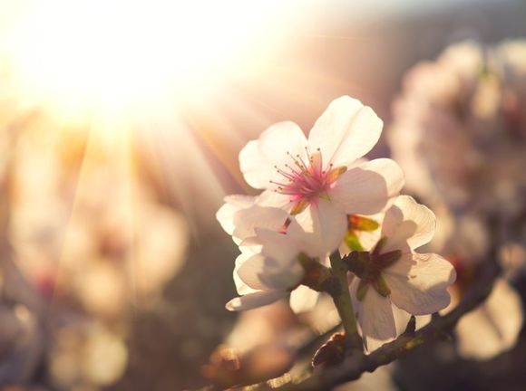 Fiore primaverile