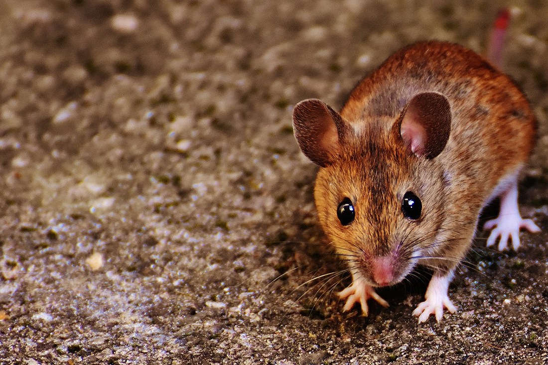 Brown mouse with dark eyes and pink nose on a textured, gray surface.