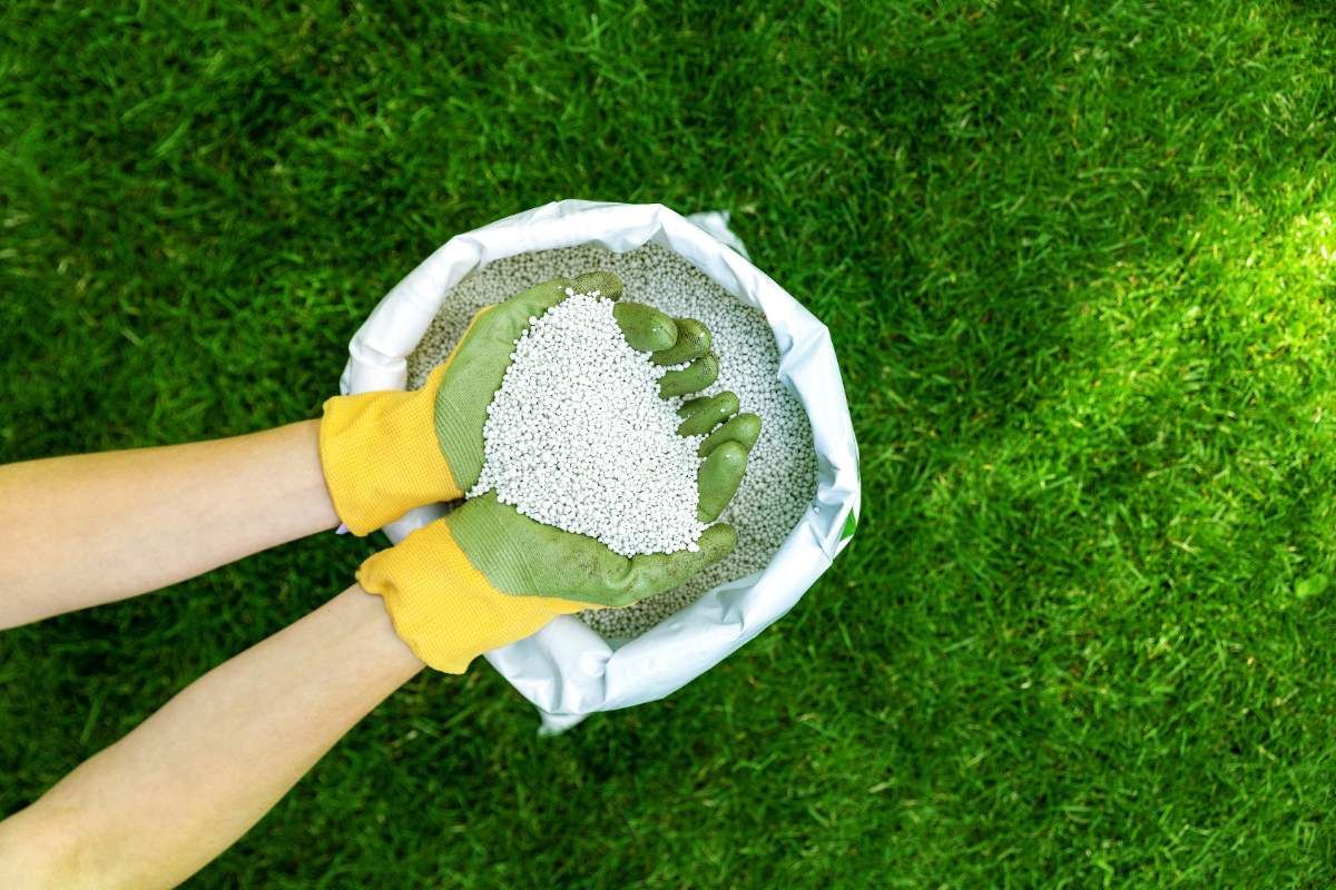 Hands in gloves holding fertilizer over a green lawn, bag visible.