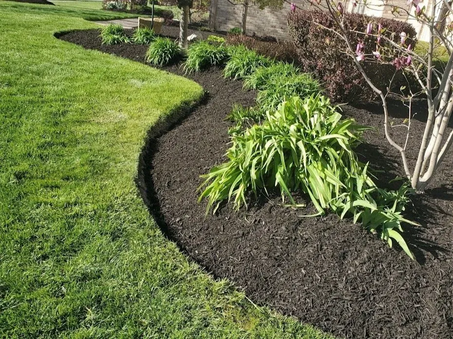 Curved flowerbed with dark mulch, lush green plants, and a vibrant green lawn.