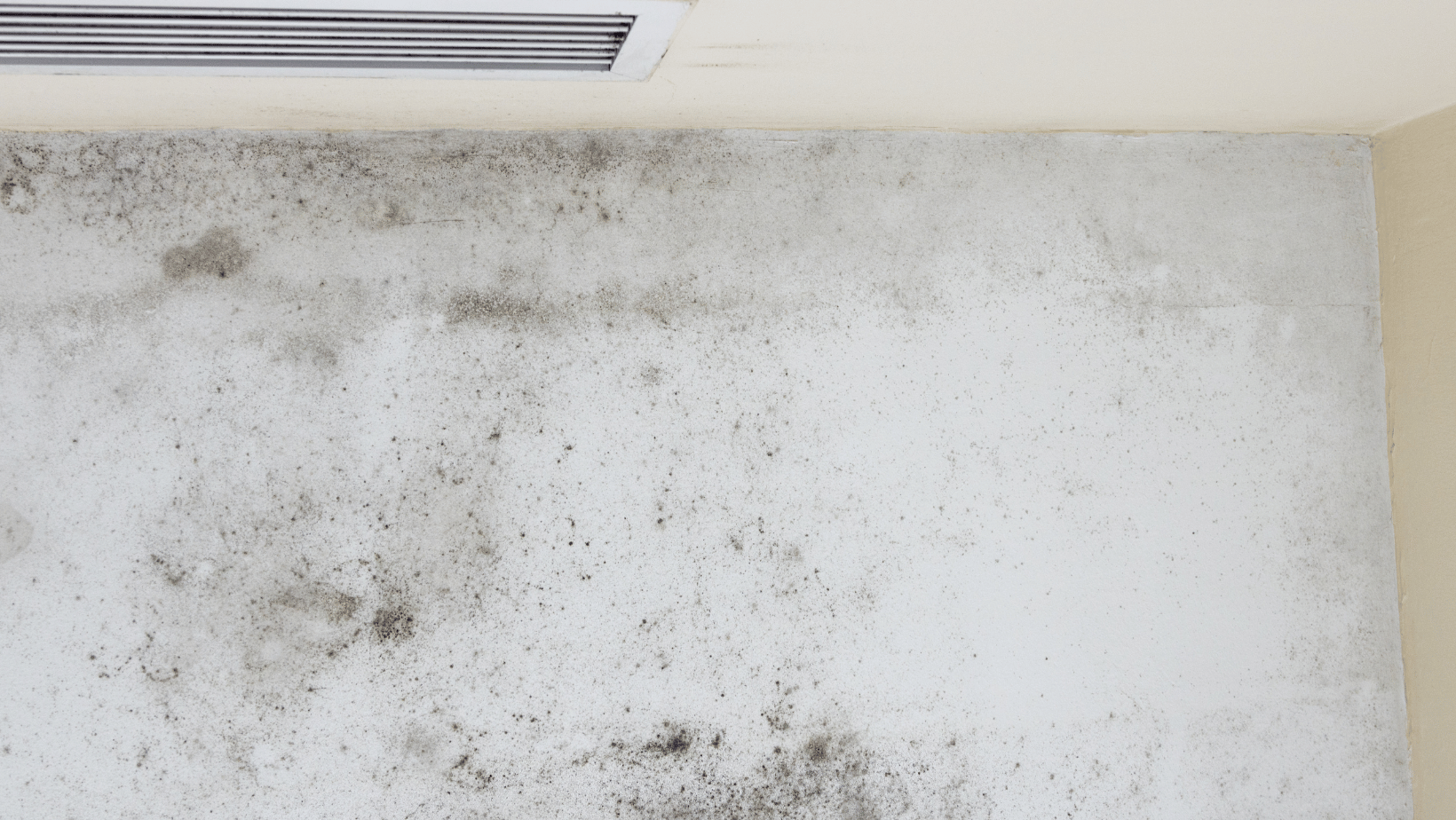 Practical Tips for Preventing Mold in Humid Climates