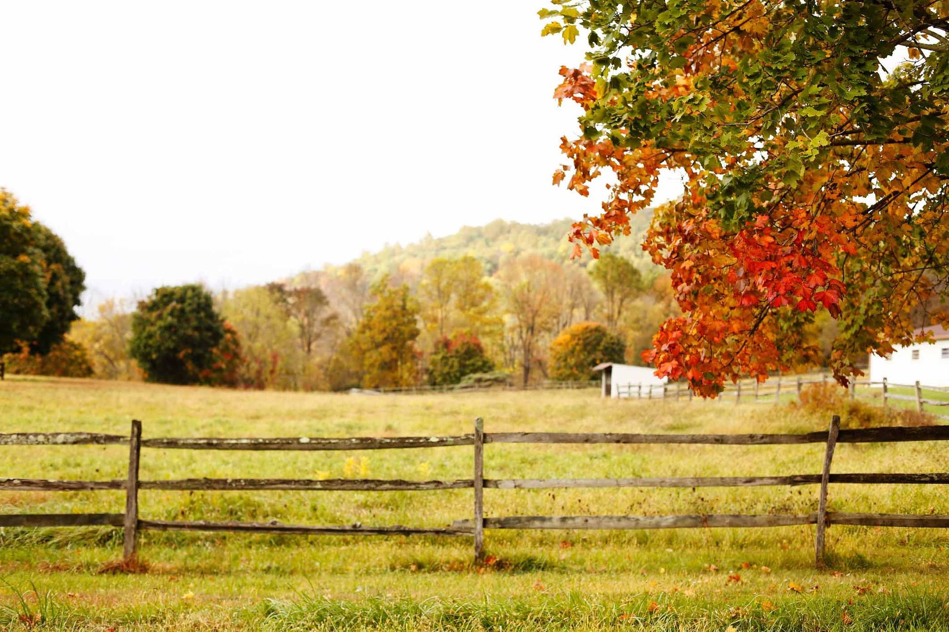 A Wooden Fence Surrounds a Grassy Field with Trees | Cranbourne, VIC | Cranbourne Fencing Pty Ltd