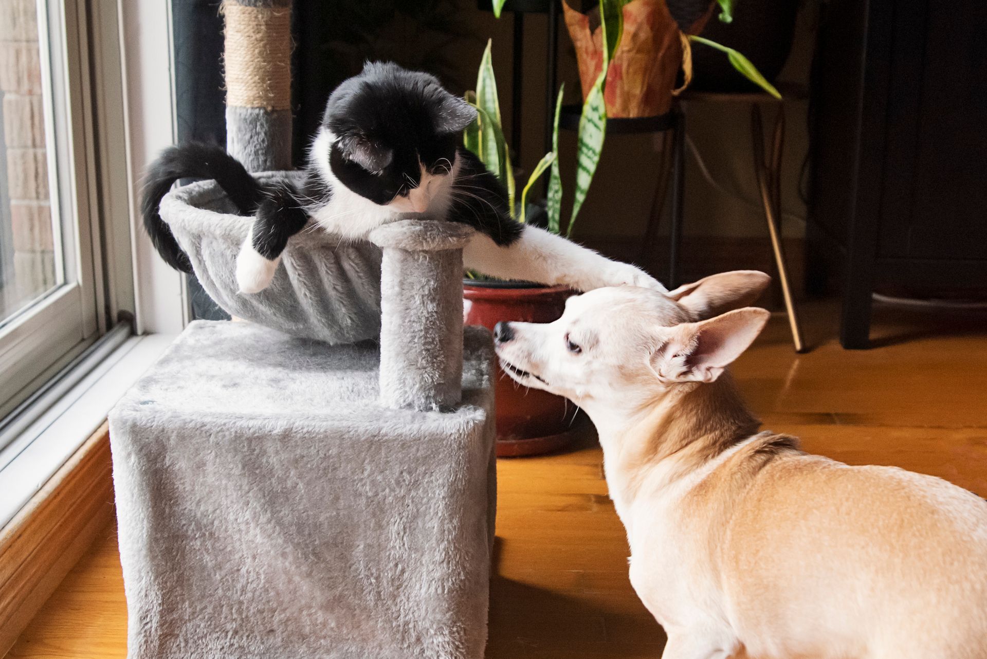 Accessori Cane e Gatto