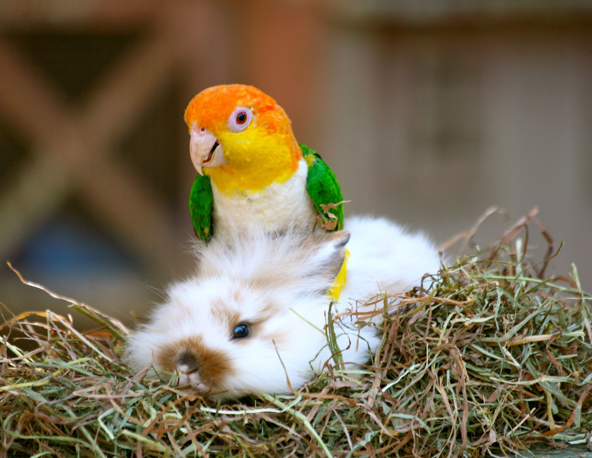 Un pappagallo è seduto sopra un coniglio in un mucchio di fieno.