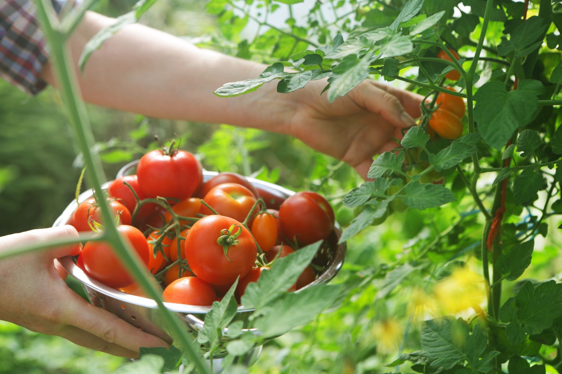 Una persona sta raccogliendo pomodori da una pianta in un giardino.