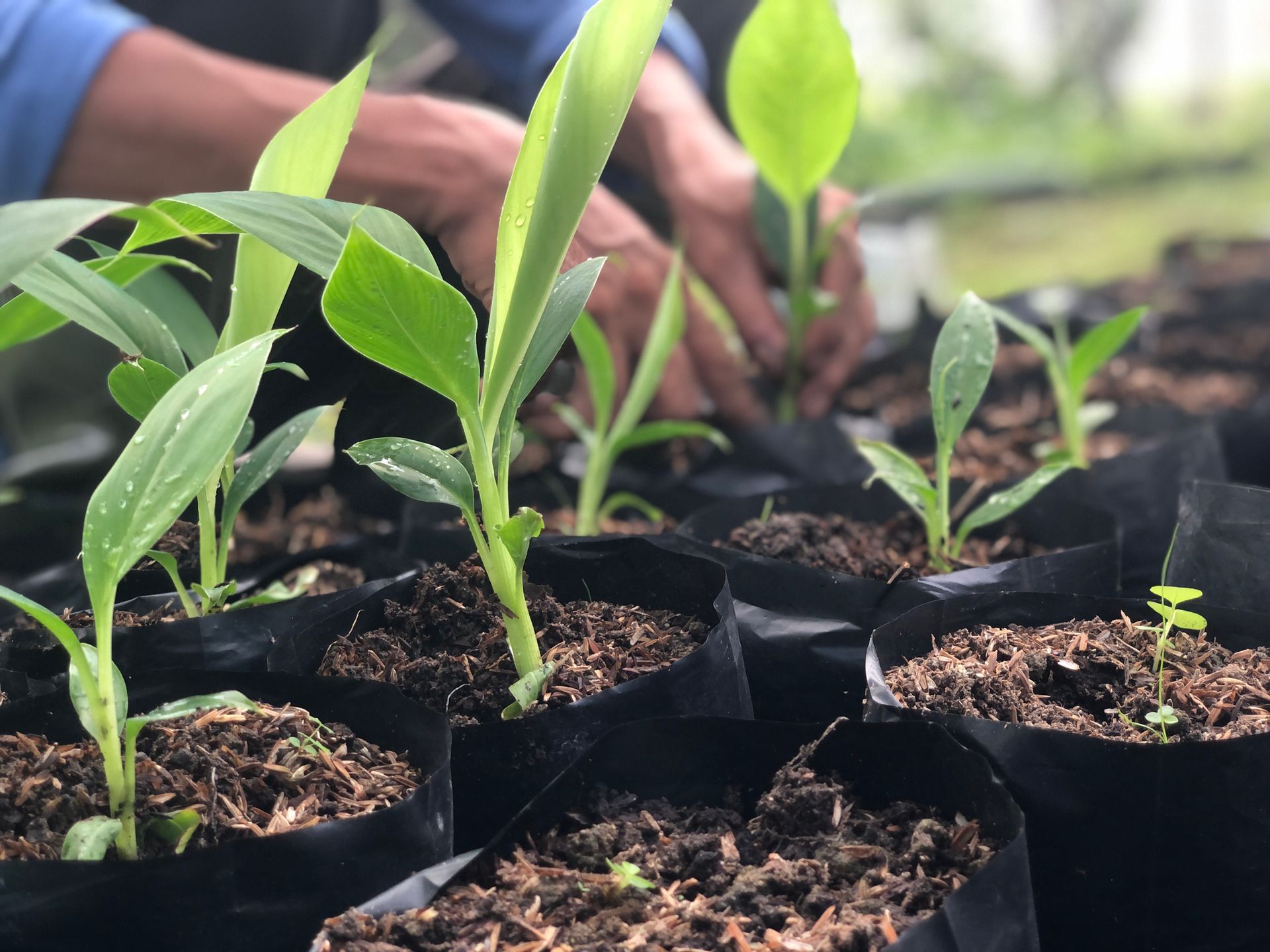 Una persona sta piantando delle piante in sacchi neri in una serra.