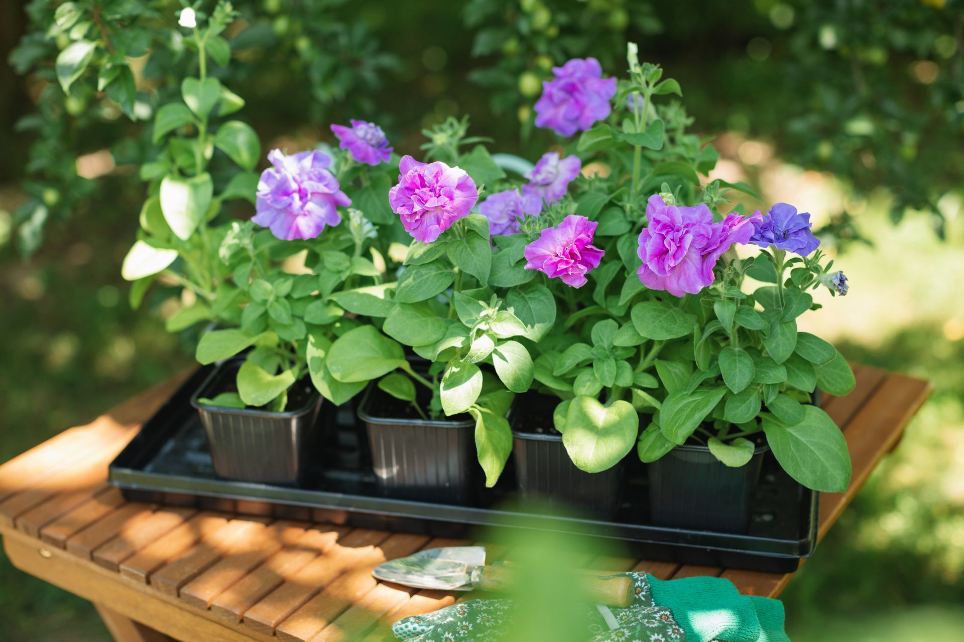 Un vassoio di fiori viola è appoggiato su un tavolo di legno.
