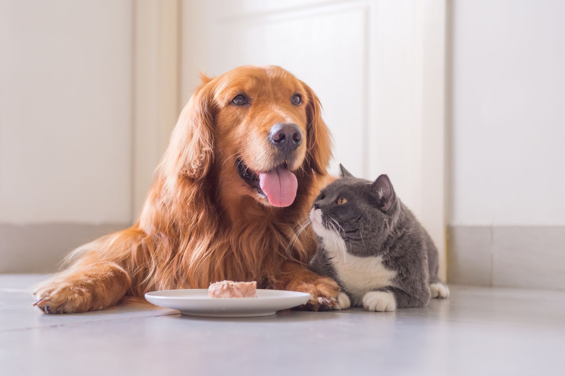 Alimentazione Cane e Gatto