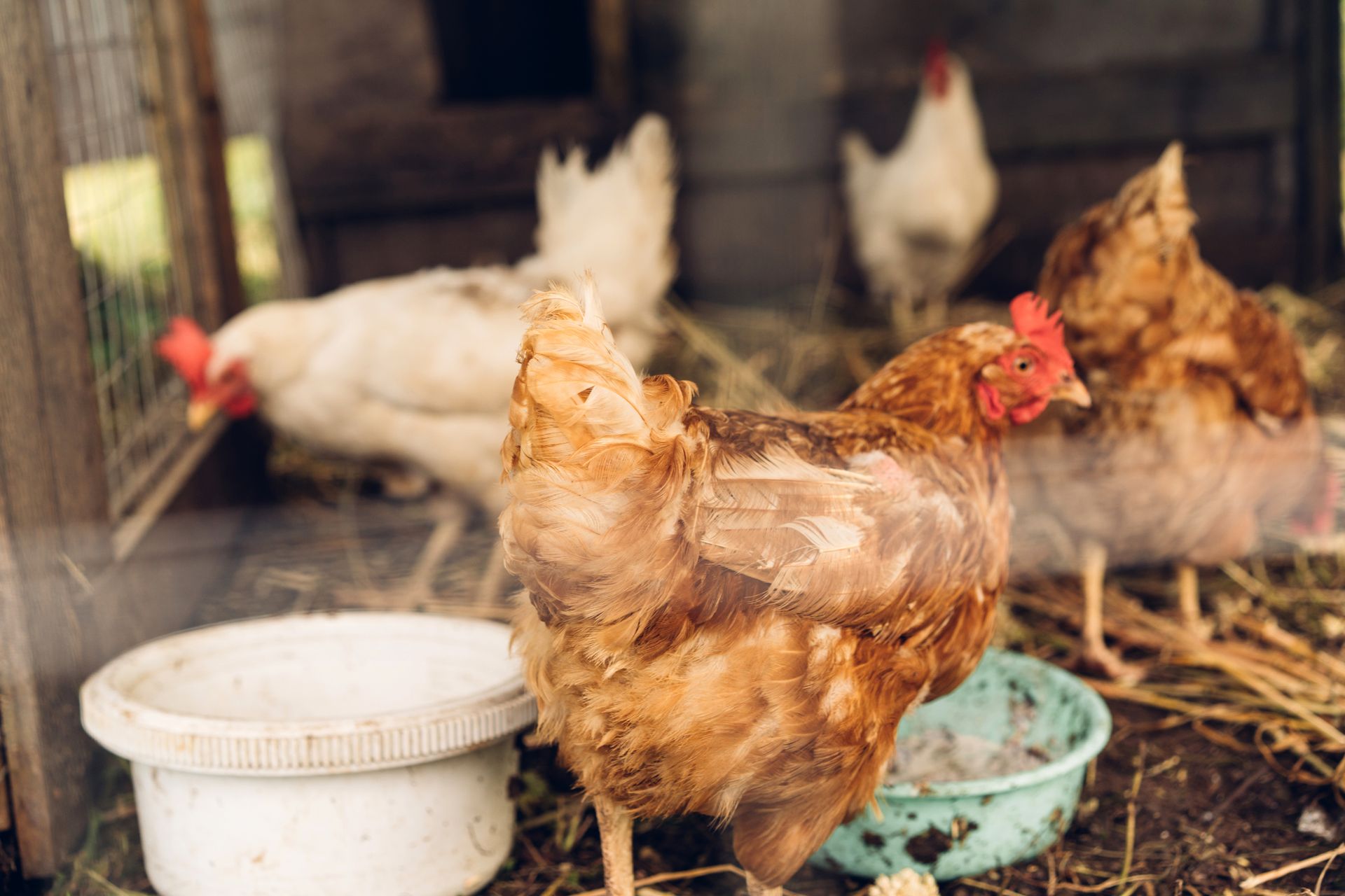 Mangimi per Animali Rurali