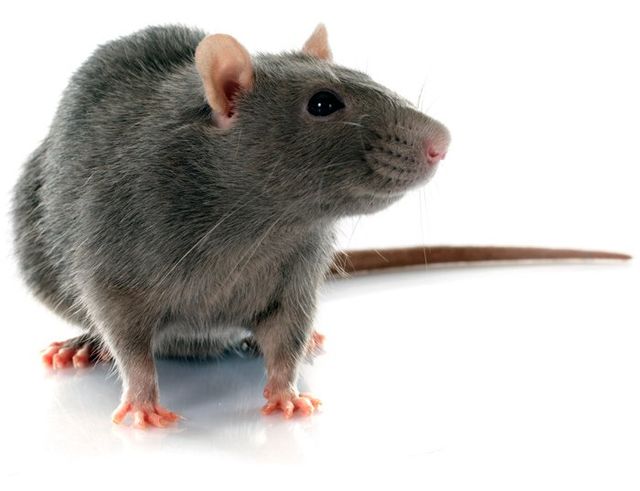 Pest Control Company — Rat in Athens, GA