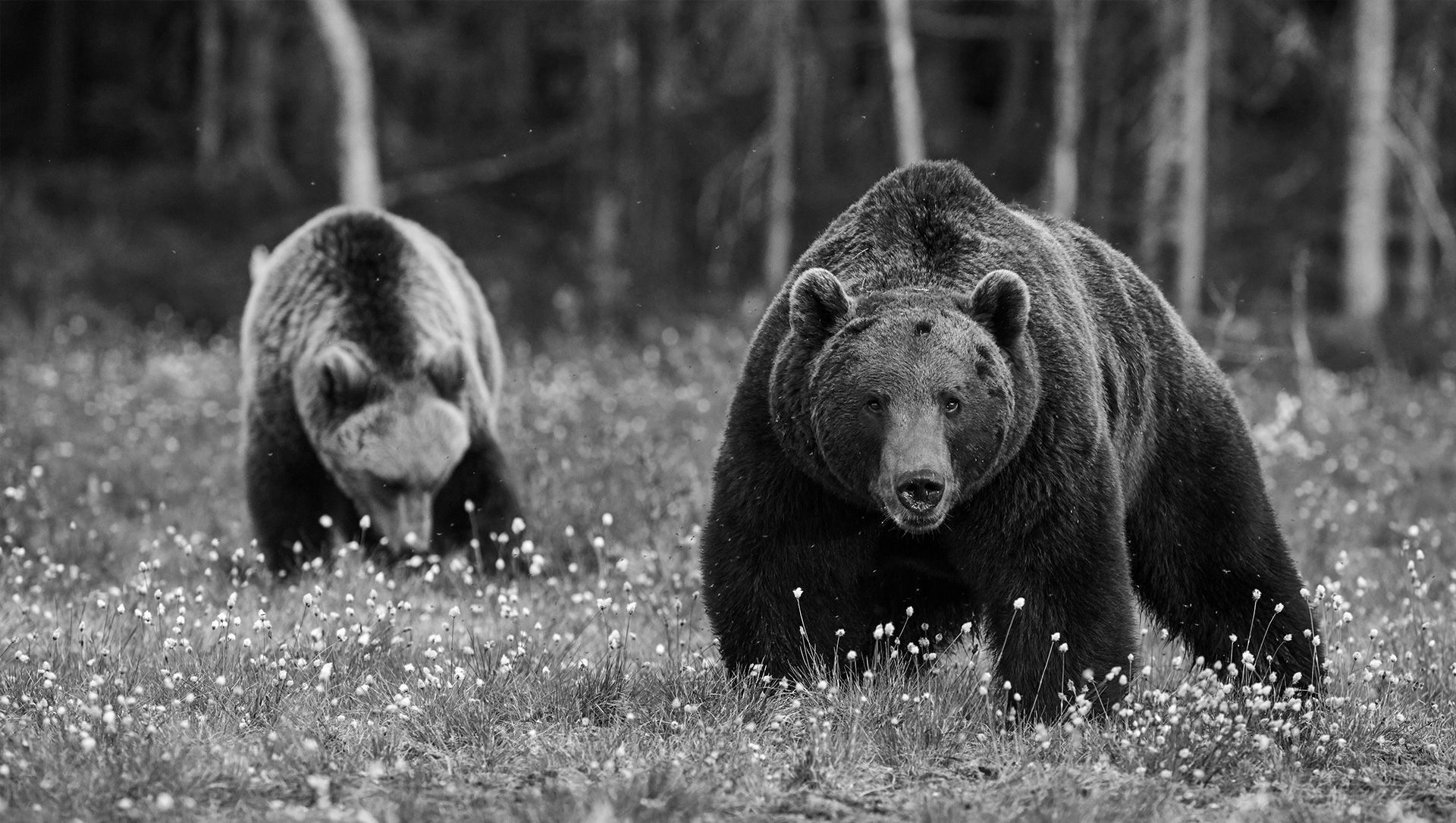 Brown bears in one of Finlands national parks