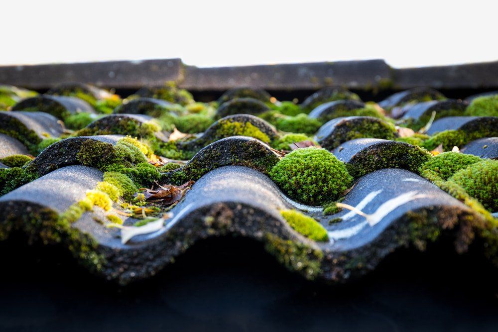 A Close Up of a Roof With Moss Growing on It — Stormguard Roofing In Burpengary, QLD