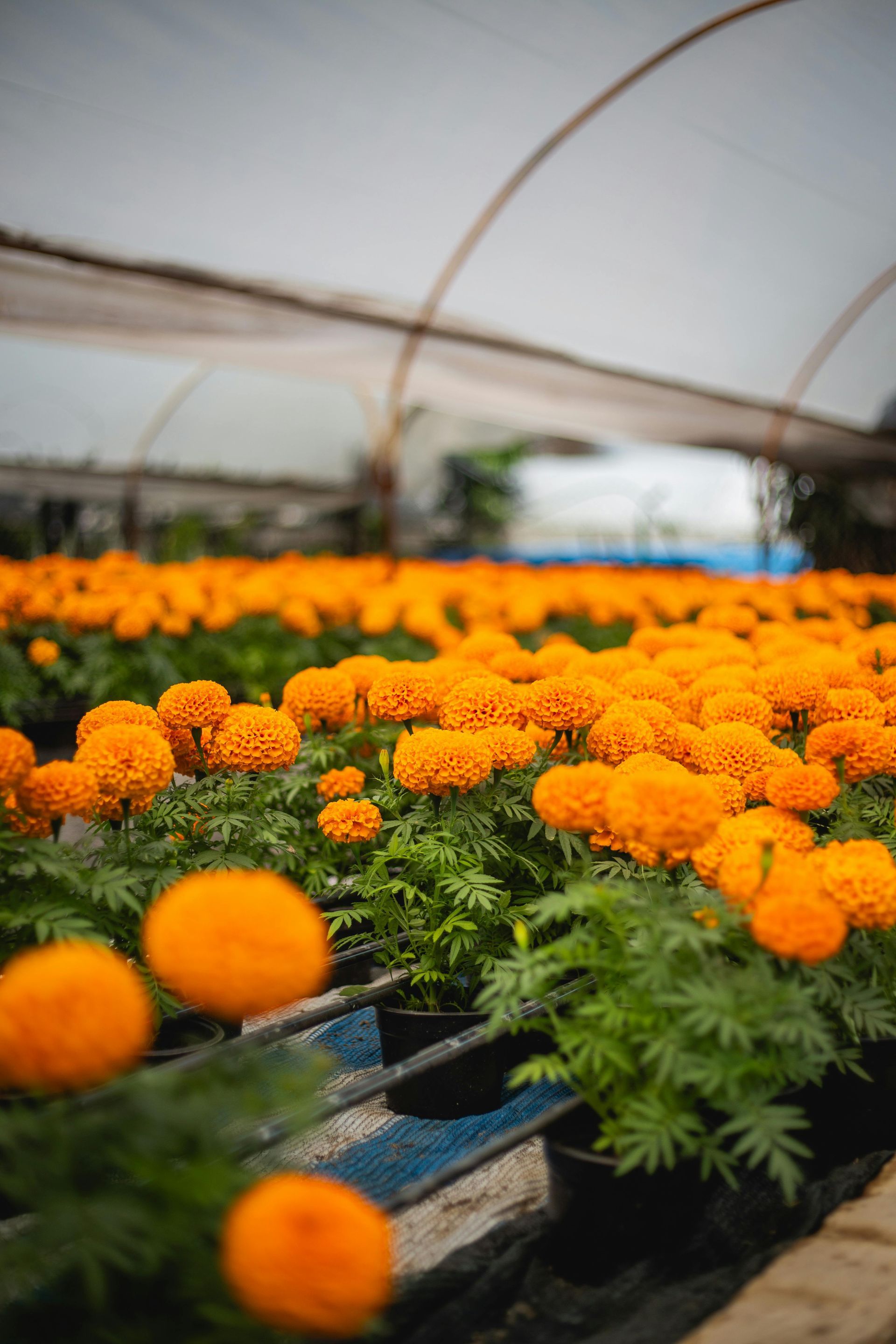 Rows of bright orange marigolds growing in a greenhouse under arched plastic covers