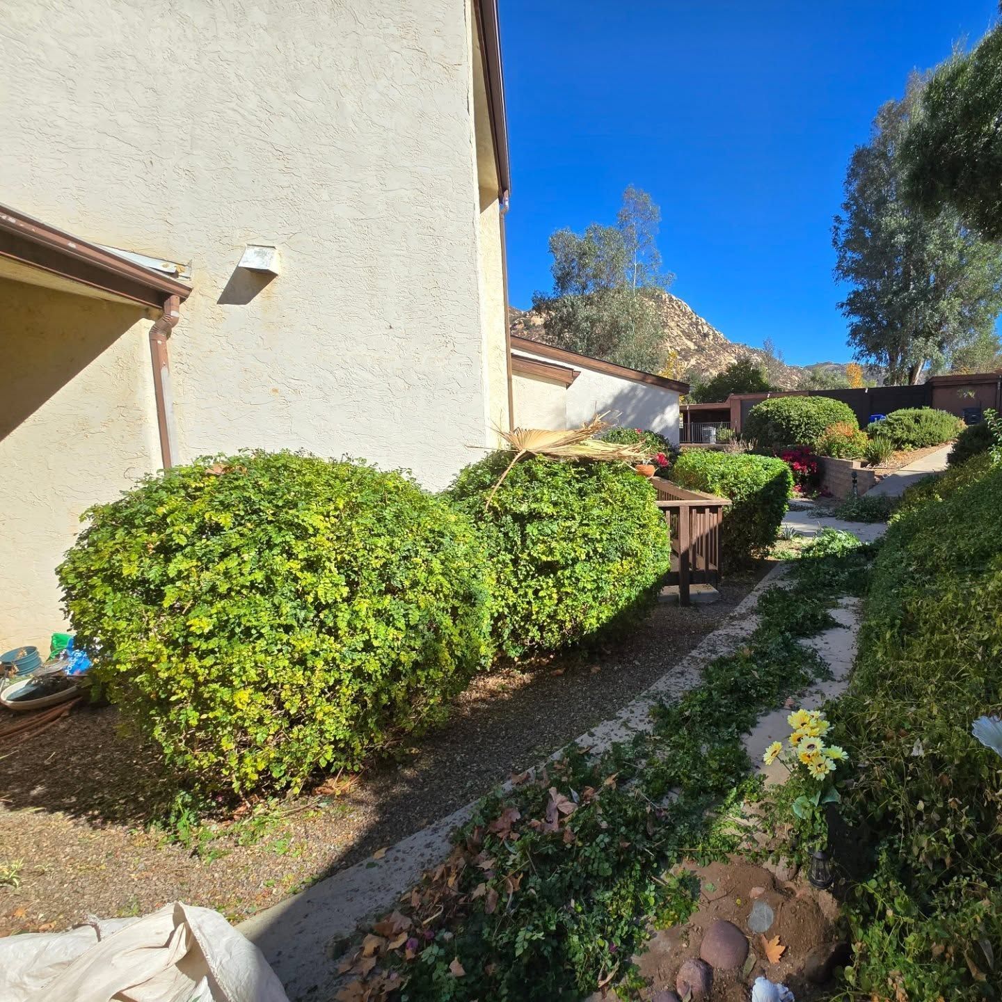 Green trimmed bushes line a walkway beside a stucco building with a sunny blue sky backdrop.