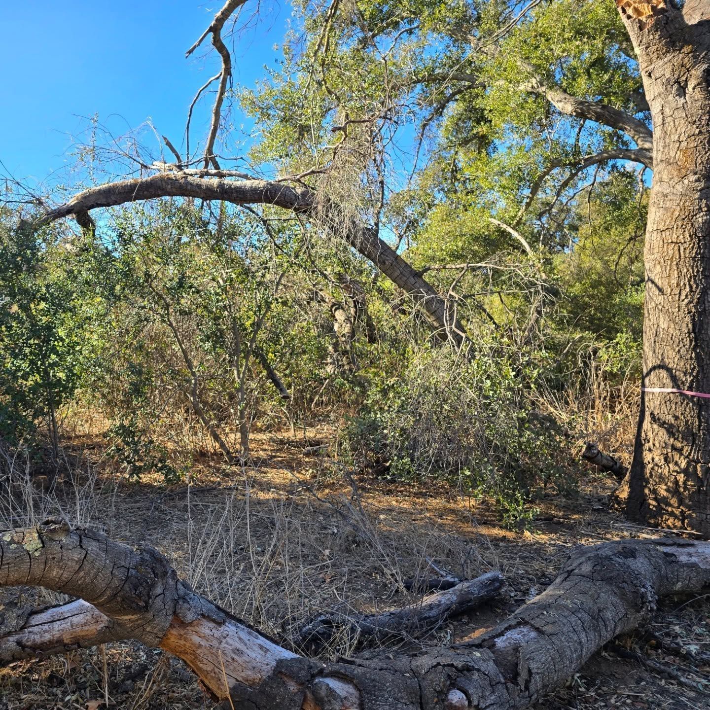 Fallen tree branch on dry ground, with green foliage and tall trees in the background under a blue sky.