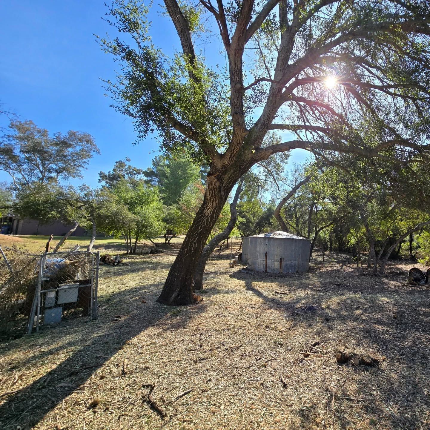 A sunny outdoor scene with a large tree casting shadows. A water tank and other trees are visible.