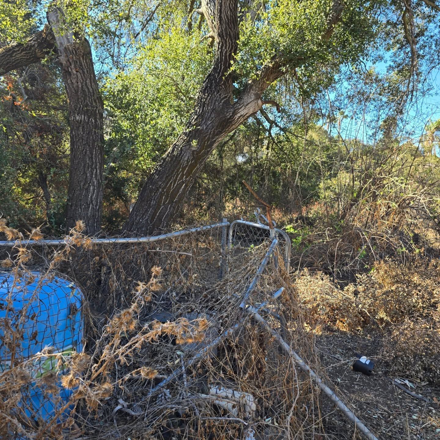 A tree and a weathered fence with overgrown brush, blue object visible.