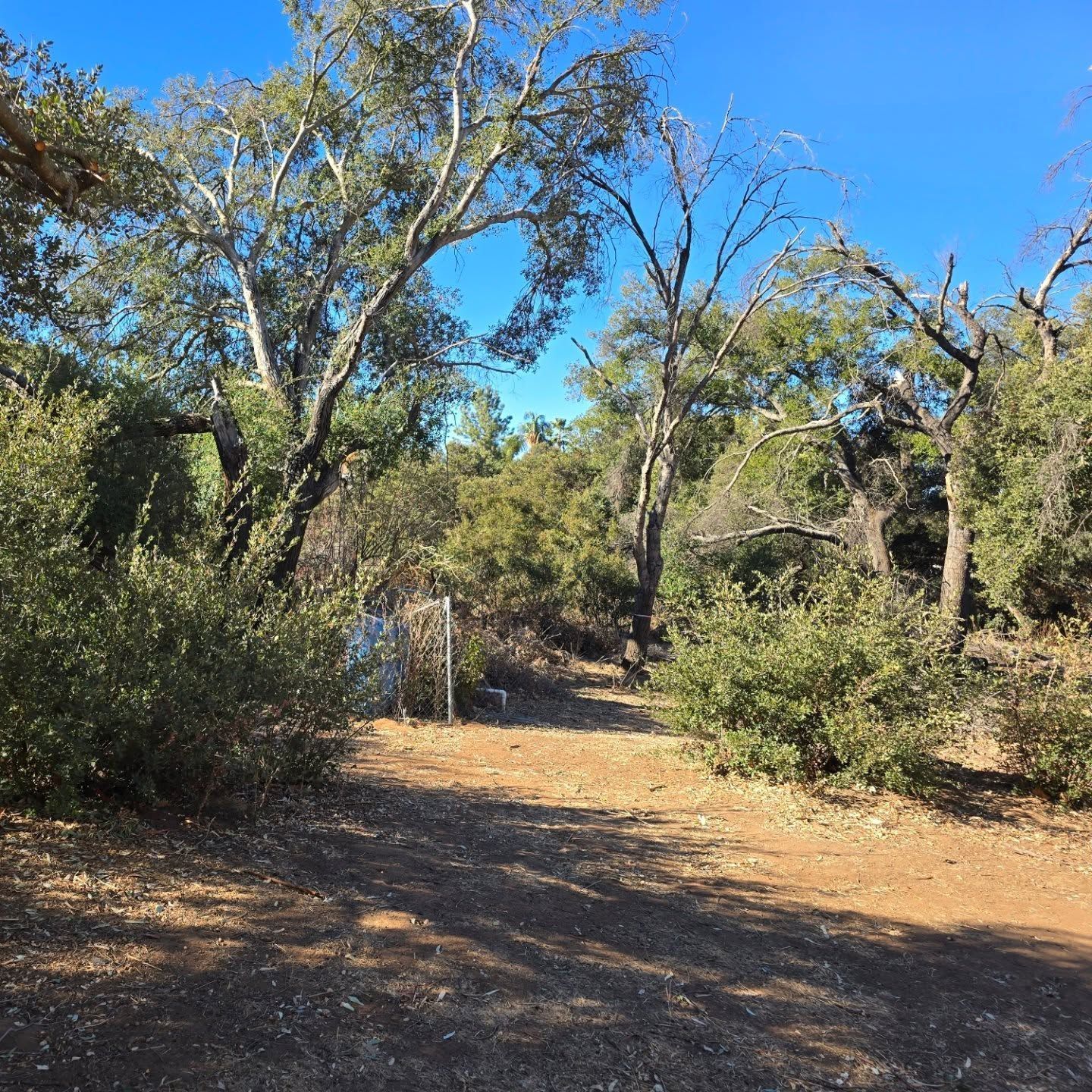 Dirt path leading into trees and bushes, with a bright blue sky above.