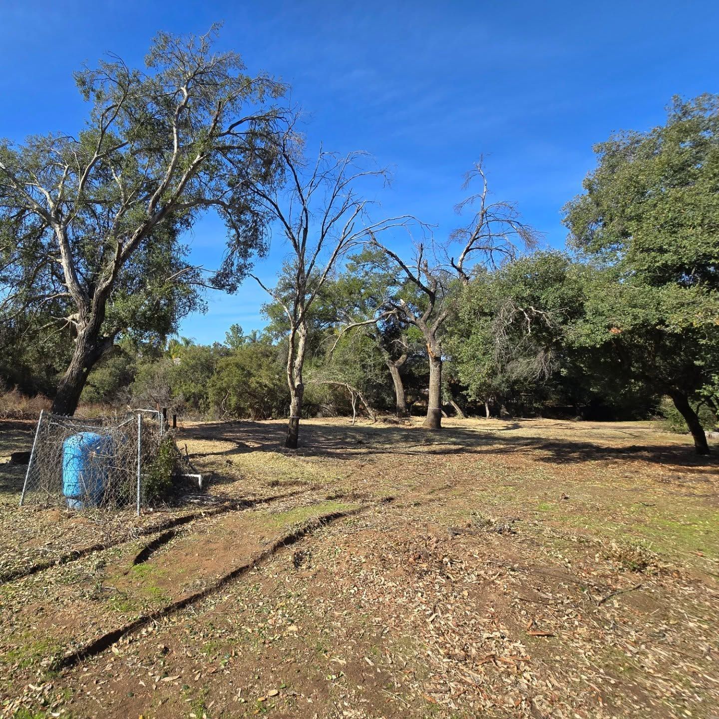 Open field with trees and blue sky. A fence and blue container are in the left foreground.