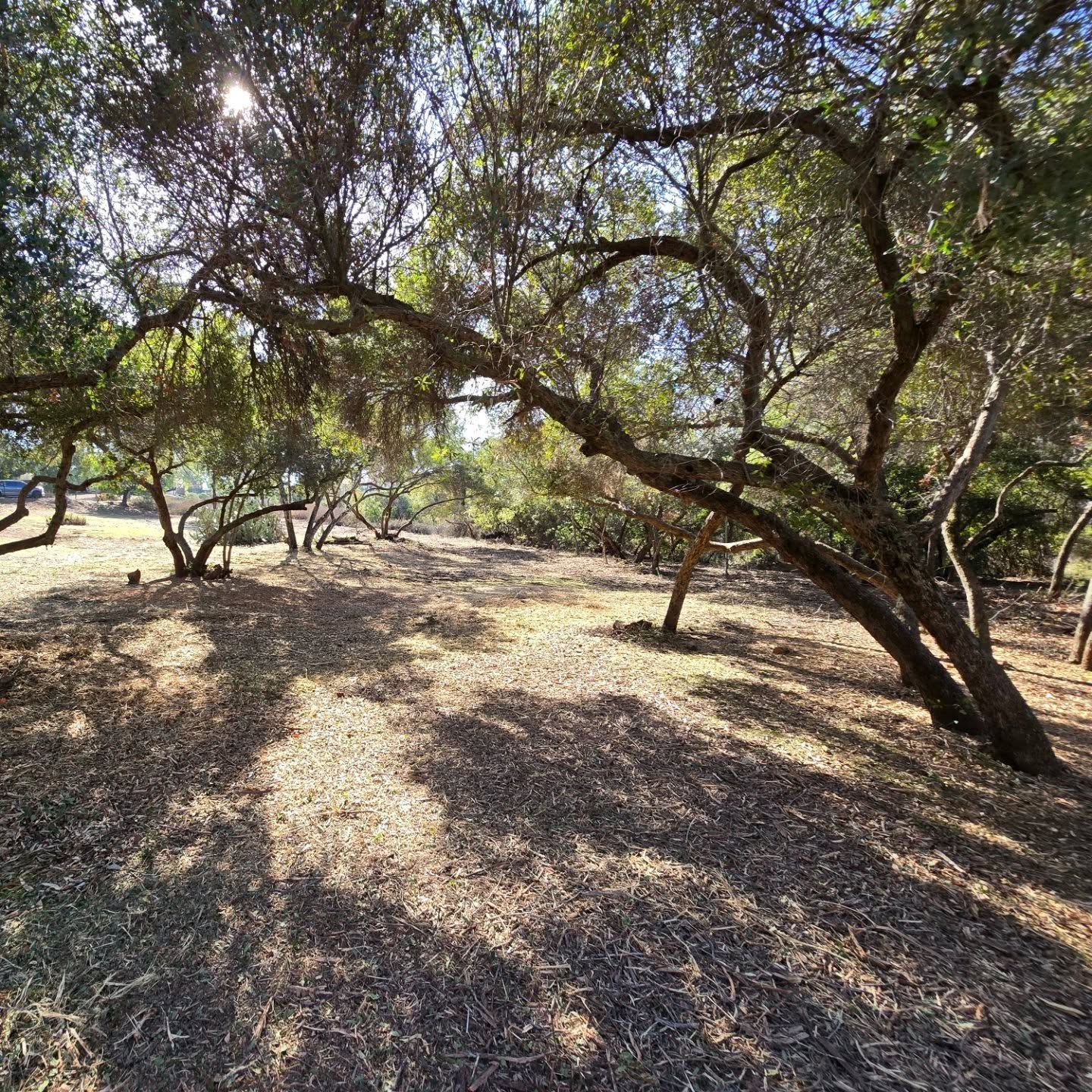 Sunlight streams through tree branches onto a forest floor covered in dry leaves and grass.