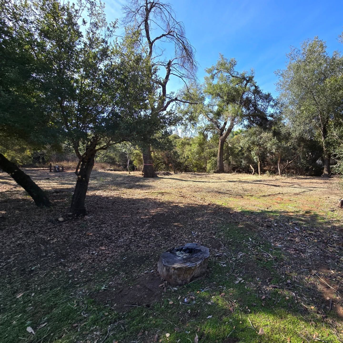 A wooded area with trees, a small clearing covered in leaves, and a stone ring. Sunny day.