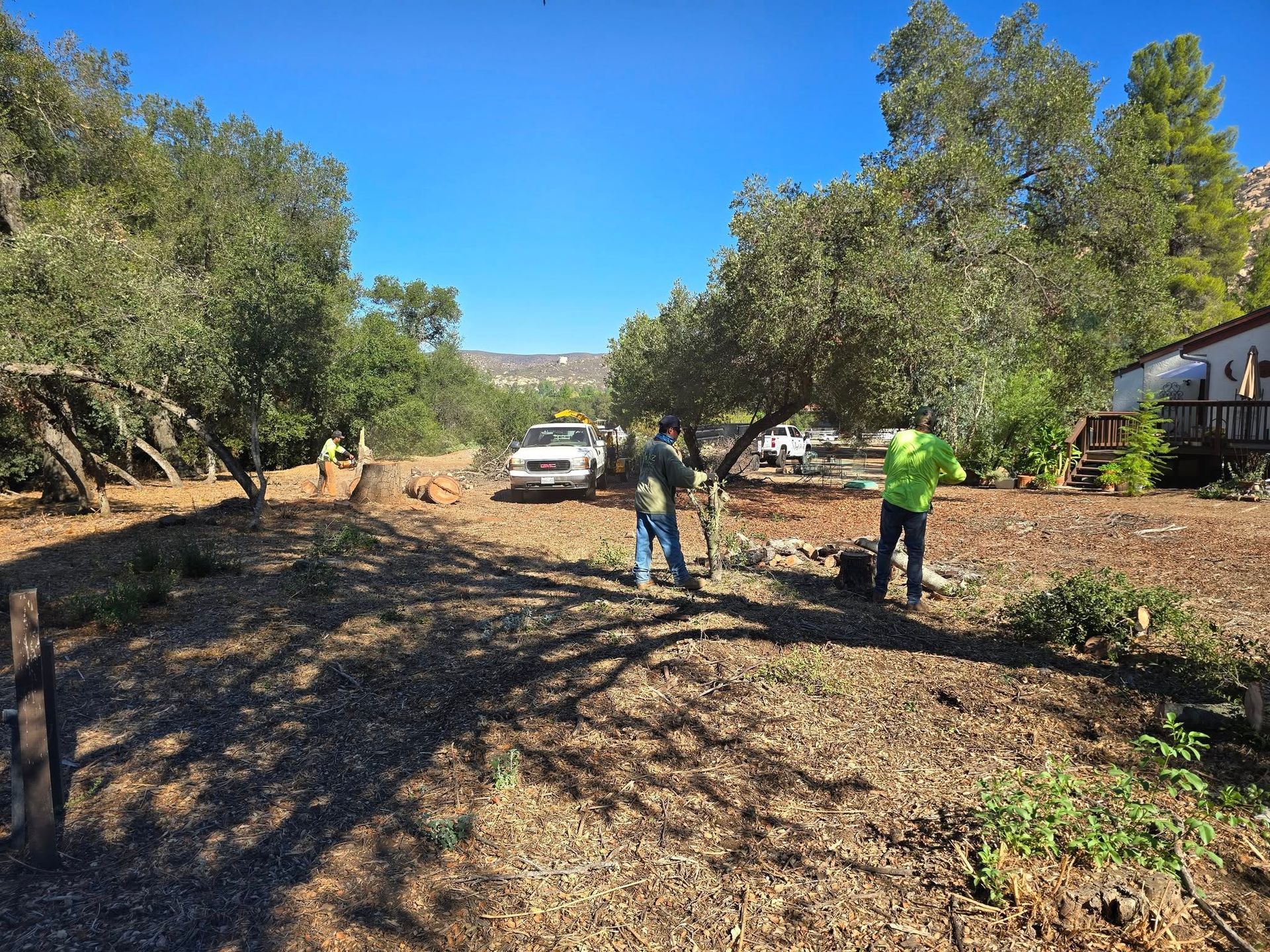 Two people clearing brush under olive trees; a white pickup truck is parked in the background.