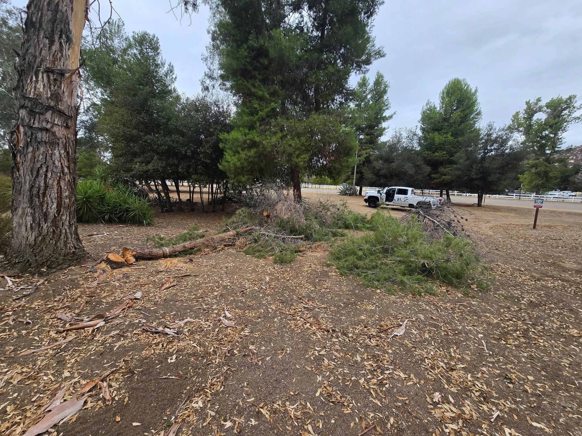 Brown ground with fallen leaves and branches, cut tree trunk, and green foliage. White truck visible in the distance.